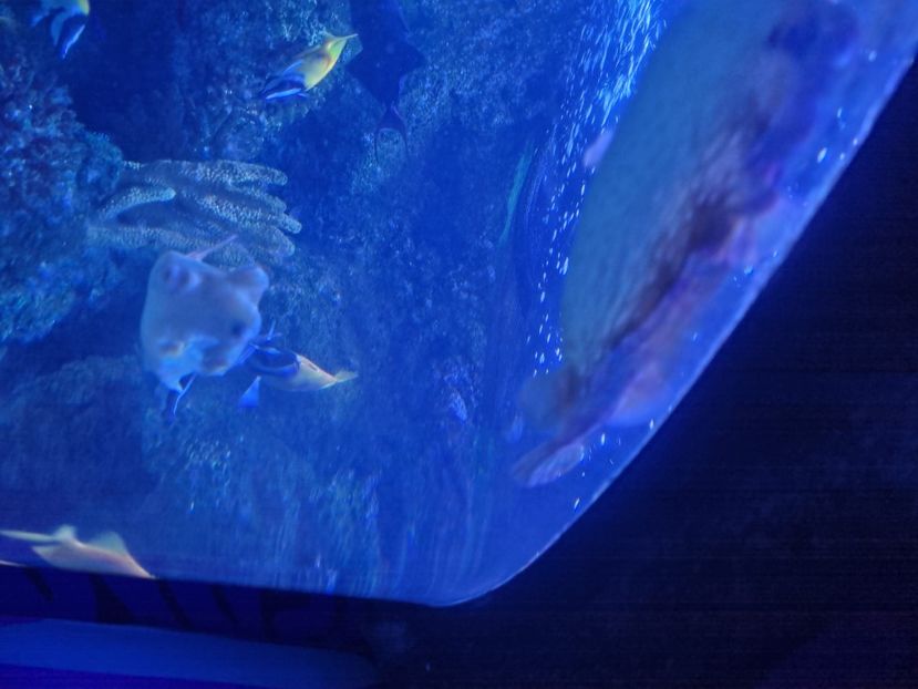  - SEALIFE BIRMINGHAM UK - 15 FEB 2025