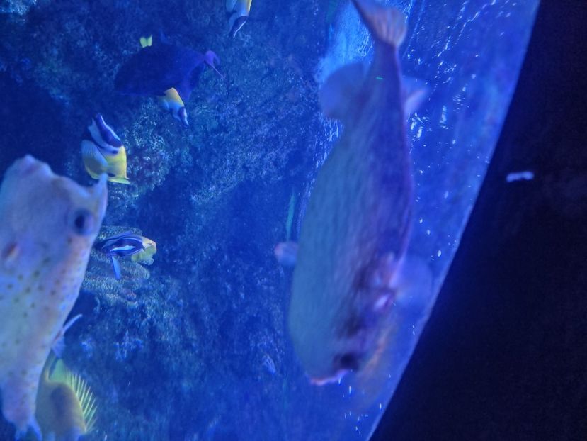  - SEALIFE BIRMINGHAM UK - 15 FEB 2025