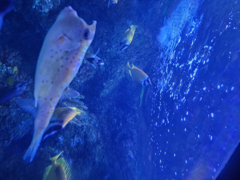  - SEALIFE BIRMINGHAM UK - 15 FEB 2025