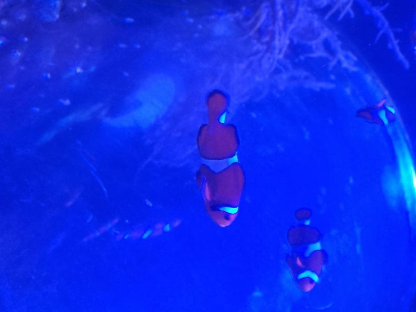  - SEALIFE BIRMINGHAM UK - 15 FEB 2025
