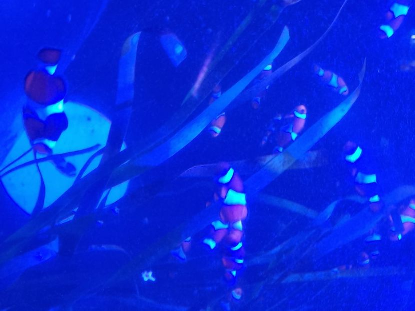  - SEALIFE BIRMINGHAM UK - 15 FEB 2025