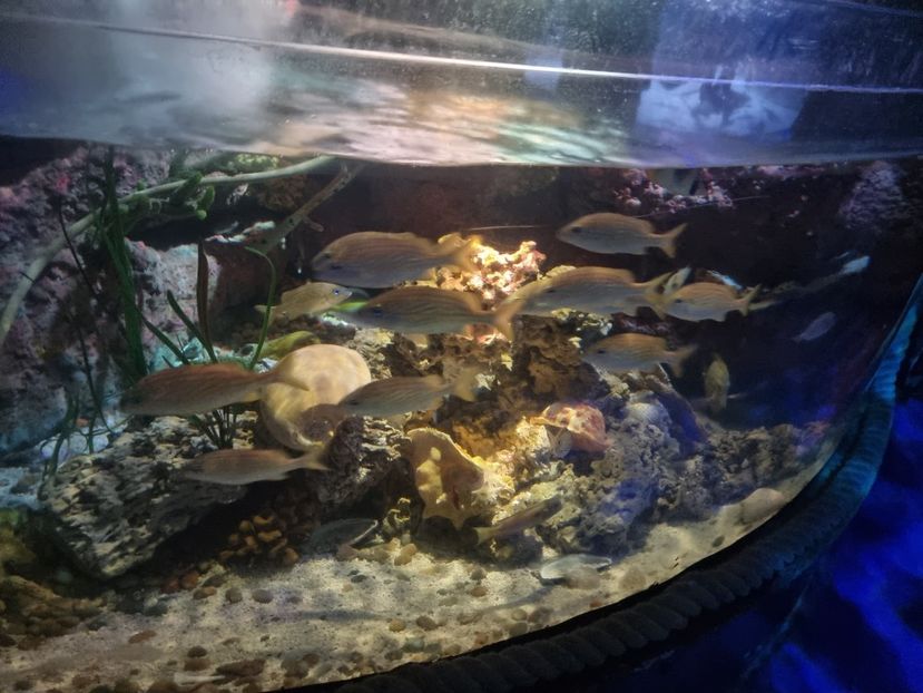  - SEALIFE BIRMINGHAM UK - 15 FEB 2025