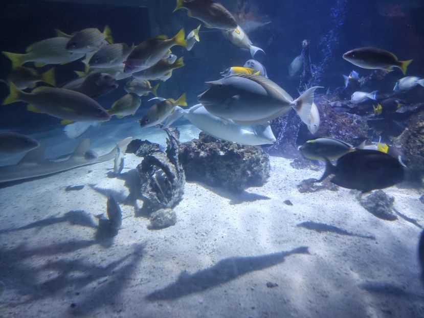  - SEALIFE BIRMINGHAM UK - 15 FEB 2025