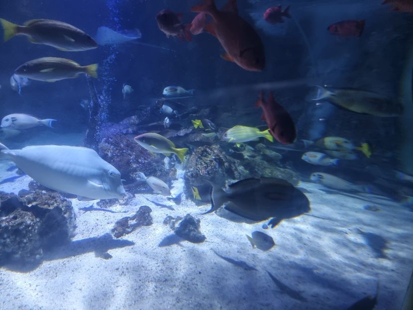  - SEALIFE BIRMINGHAM UK - 15 FEB 2025