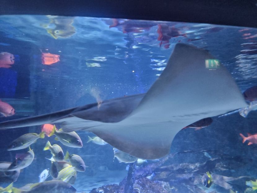  - SEALIFE BIRMINGHAM UK - 15 FEB 2025