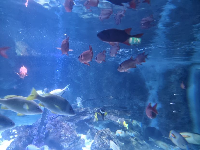 - SEALIFE BIRMINGHAM UK - 15 FEB 2025