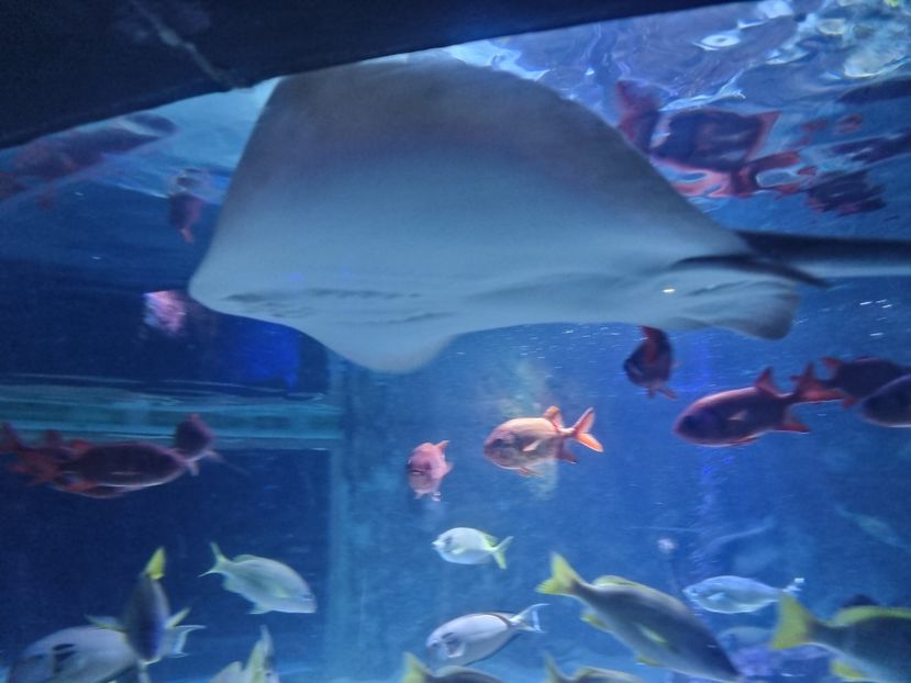  - SEALIFE BIRMINGHAM UK - 15 FEB 2025