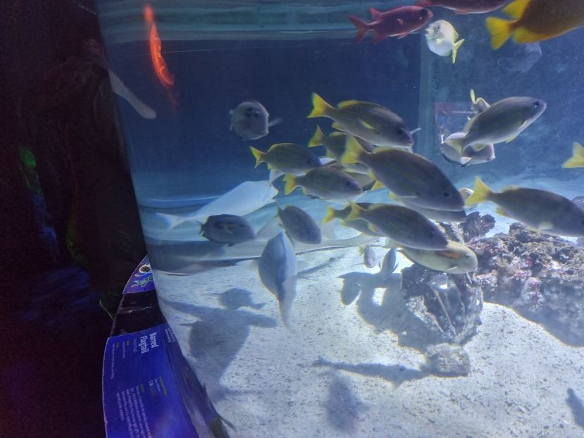  - SEALIFE BIRMINGHAM UK - 15 FEB 2025