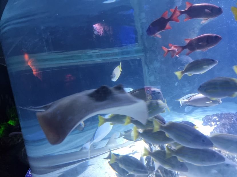  - SEALIFE BIRMINGHAM UK - 15 FEB 2025