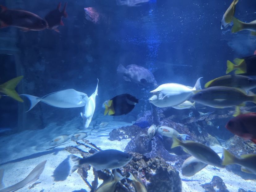  - SEALIFE BIRMINGHAM UK - 15 FEB 2025