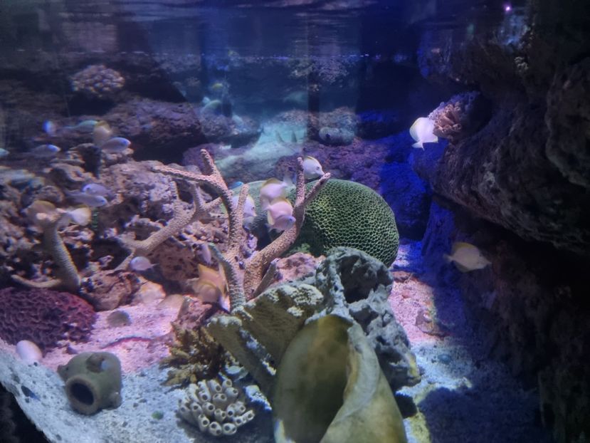  - SEALIFE BIRMINGHAM UK - 15 FEB 2025