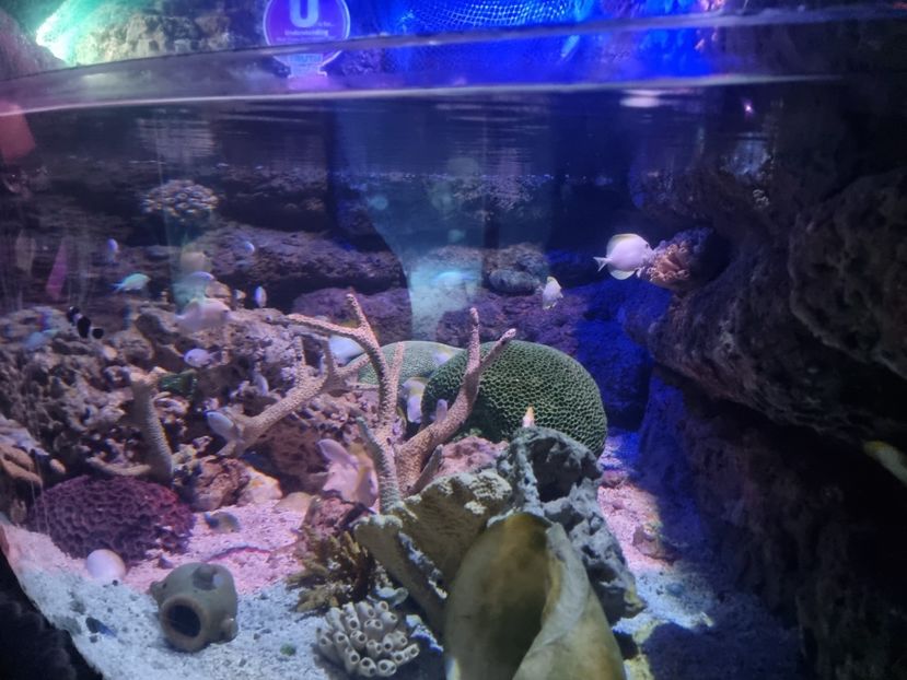  - SEALIFE BIRMINGHAM UK - 15 FEB 2025