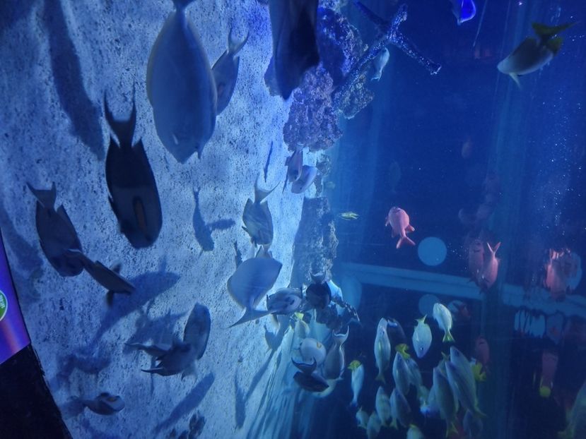  - SEALIFE BIRMINGHAM UK - 15 FEB 2025
