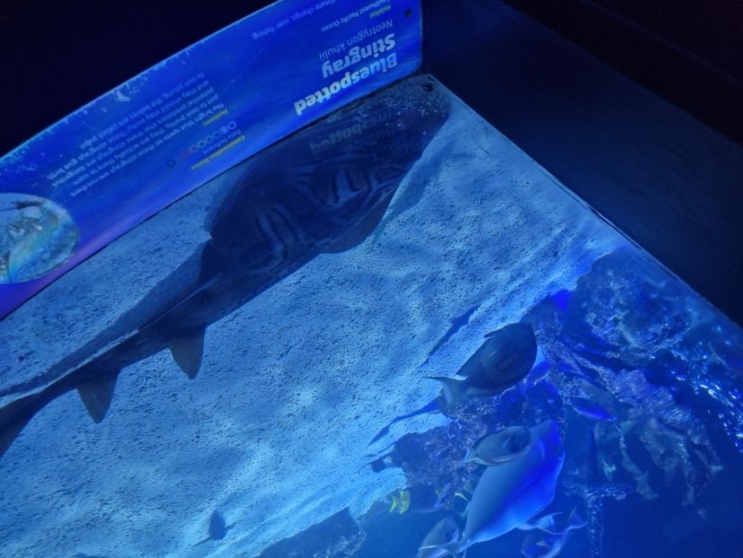 - SEALIFE BIRMINGHAM UK - 15 FEB 2025