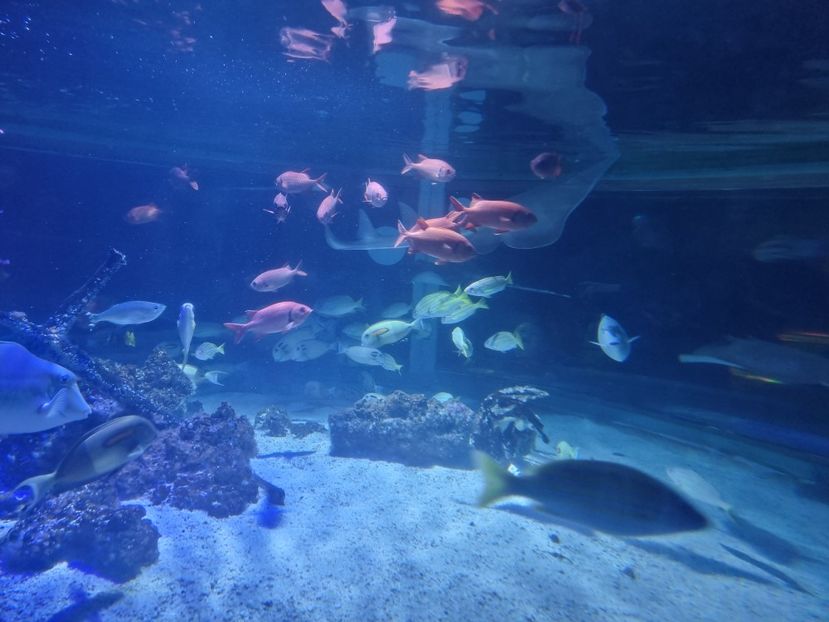  - SEALIFE BIRMINGHAM UK - 15 FEB 2025