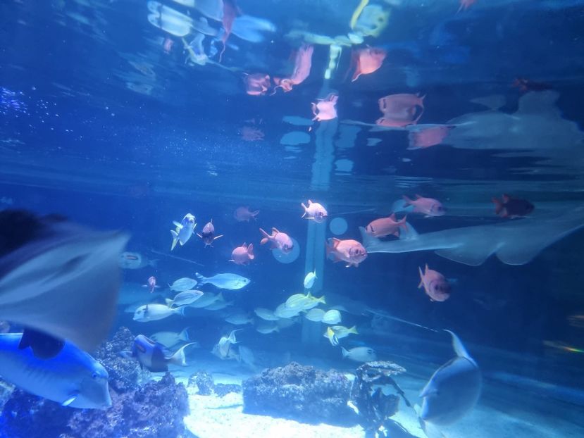  - SEALIFE BIRMINGHAM UK - 15 FEB 2025