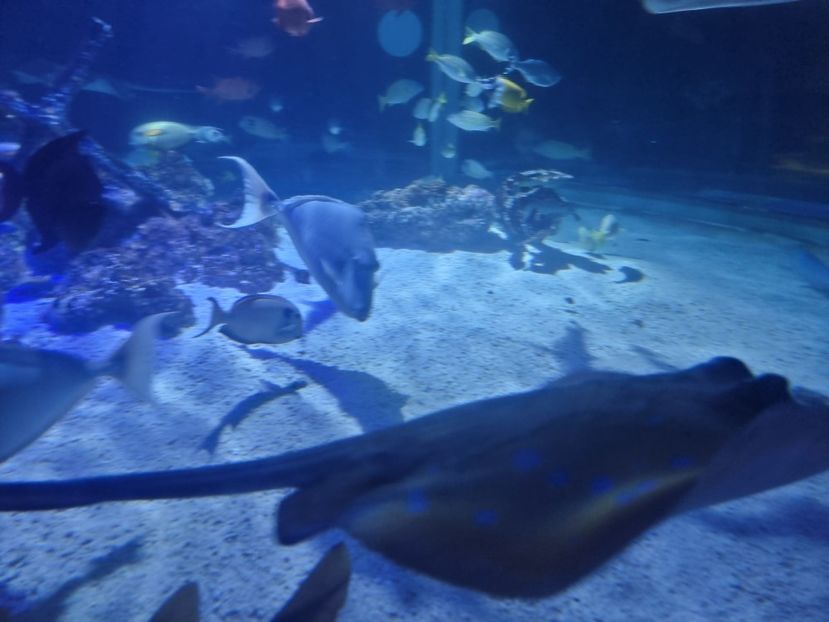  - SEALIFE BIRMINGHAM UK - 15 FEB 2025