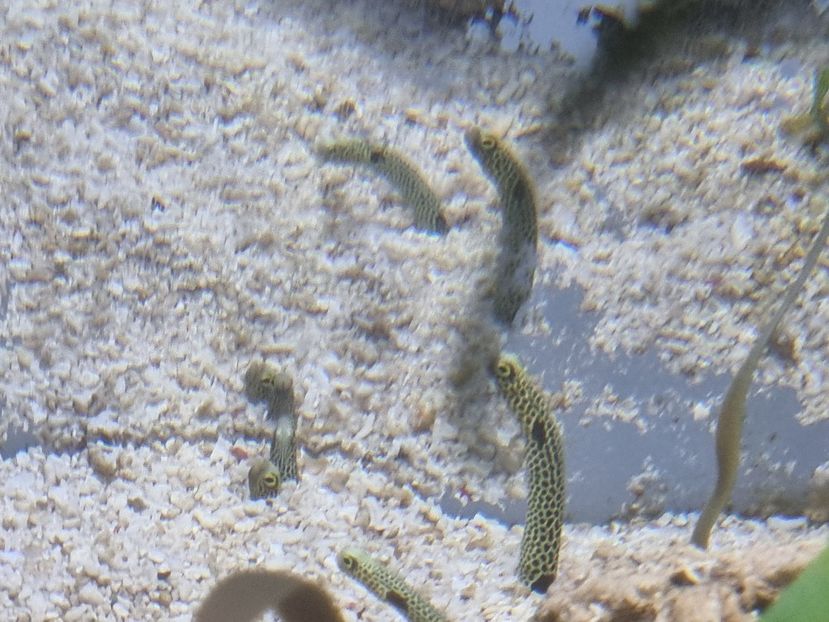  - SEALIFE BIRMINGHAM UK - 15 FEB 2025