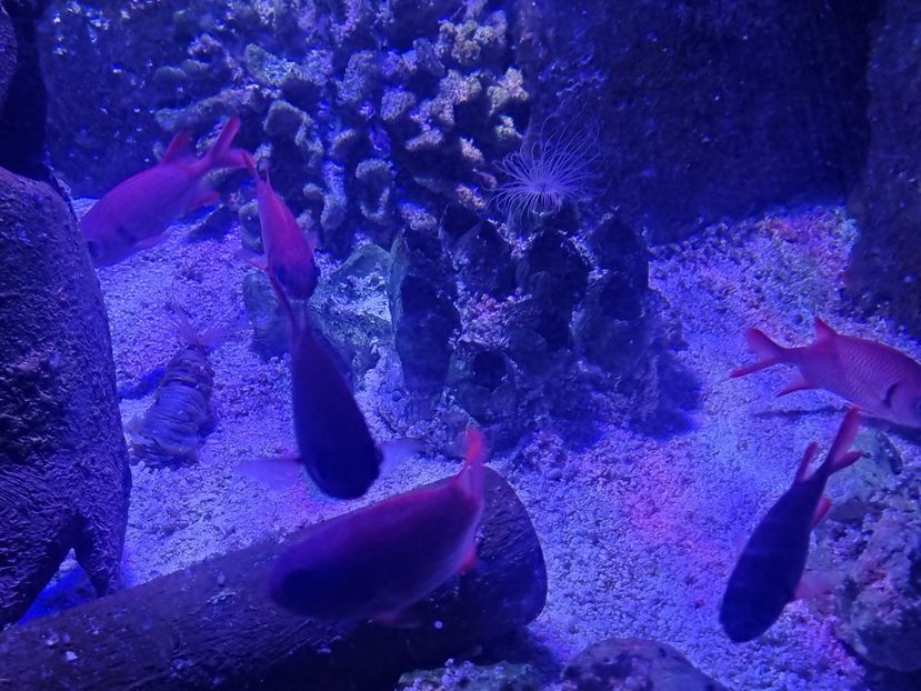  - SEALIFE BIRMINGHAM UK - 15 FEB 2025