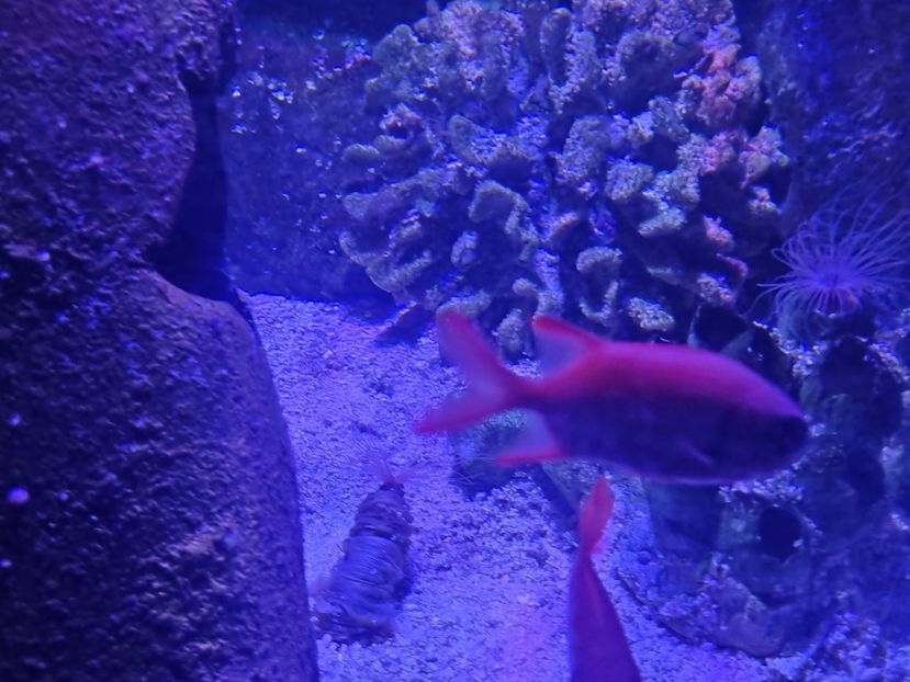  - SEALIFE BIRMINGHAM UK - 15 FEB 2025