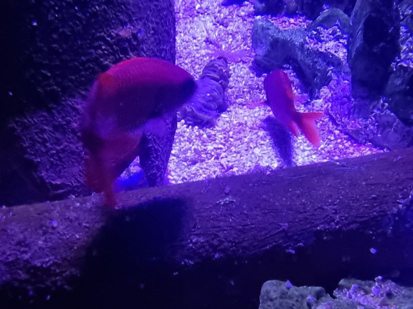  - SEALIFE BIRMINGHAM UK - 15 FEB 2025