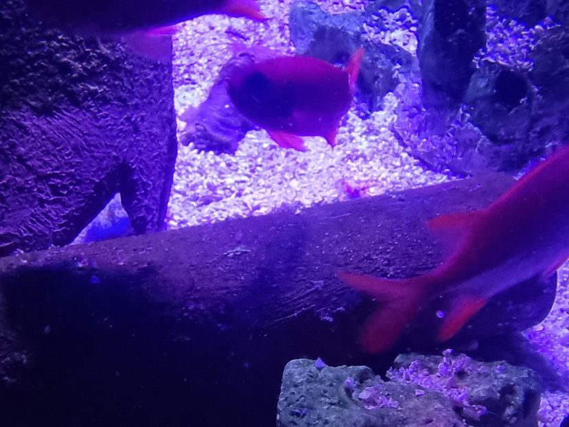  - SEALIFE BIRMINGHAM UK - 15 FEB 2025