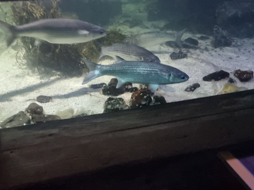  - SEALIFE BIRMINGHAM UK - 15 FEB 2025