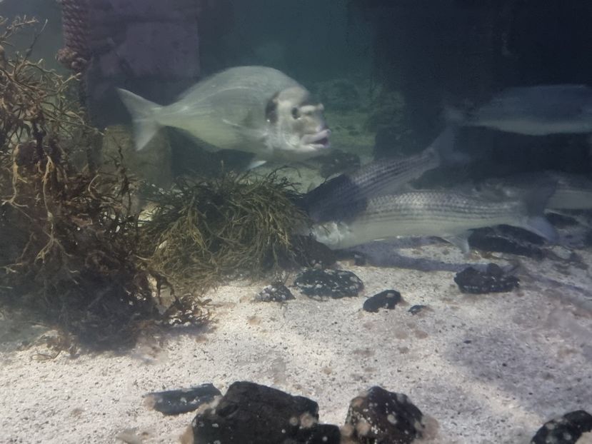  - SEALIFE BIRMINGHAM UK - 15 FEB 2025