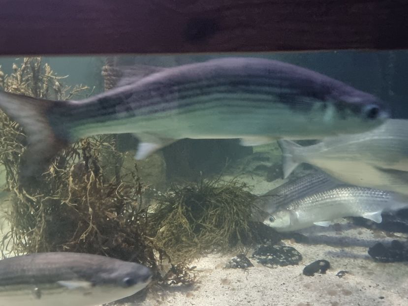  - SEALIFE BIRMINGHAM UK - 15 FEB 2025