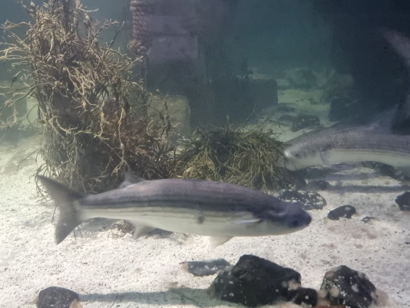  - SEALIFE BIRMINGHAM UK - 15 FEB 2025