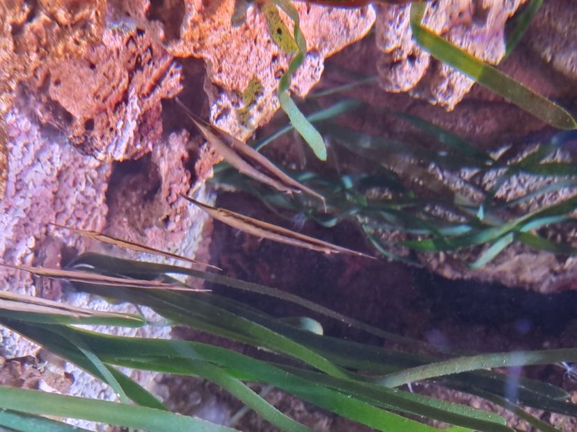  - SEALIFE BIRMINGHAM UK - 15 FEB 2025
