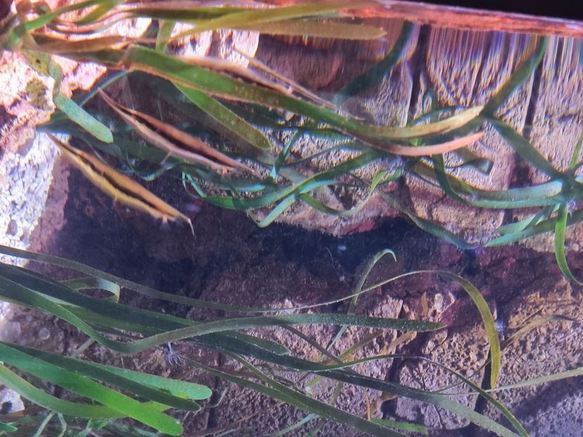  - SEALIFE BIRMINGHAM UK - 15 FEB 2025