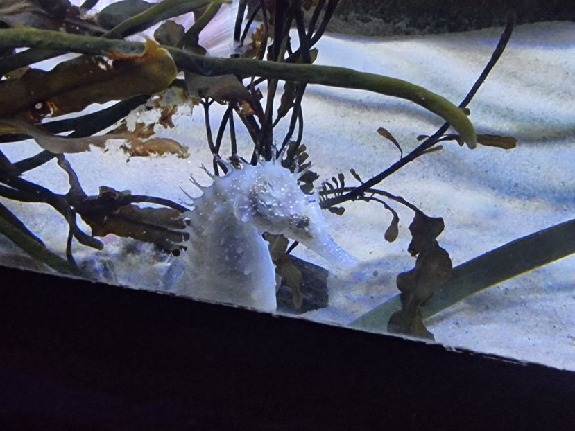  - SEALIFE BIRMINGHAM UK - 15 FEB 2025