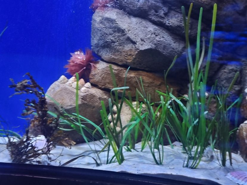  - SEALIFE BIRMINGHAM UK - 15 FEB 2025