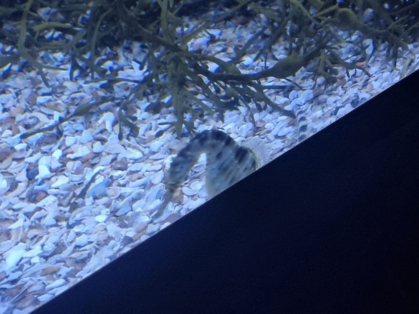  - SEALIFE BIRMINGHAM UK - 15 FEB 2025