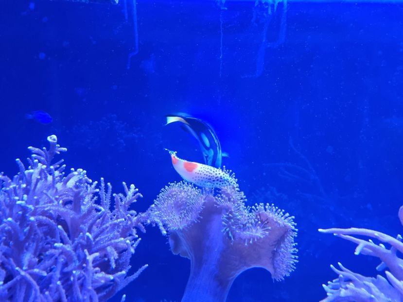 - SEALIFE BIRMINGHAM UK - 15 FEB 2025