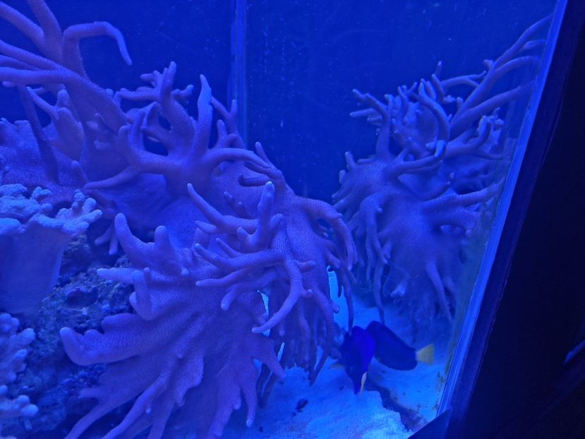  - SEALIFE BIRMINGHAM UK - 15 FEB 2025