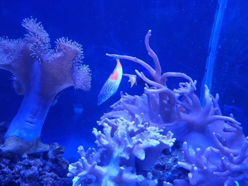  - SEALIFE BIRMINGHAM UK - 15 FEB 2025