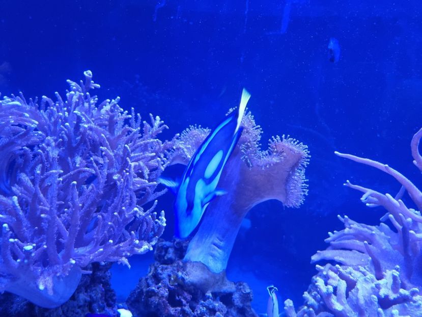 - SEALIFE BIRMINGHAM UK - 15 FEB 2025