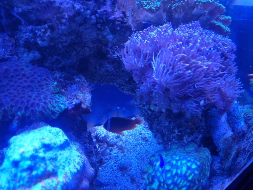  - SEALIFE BIRMINGHAM UK - 15 FEB 2025