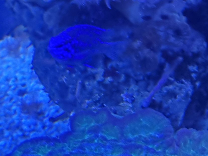 - SEALIFE BIRMINGHAM UK - 15 FEB 2025