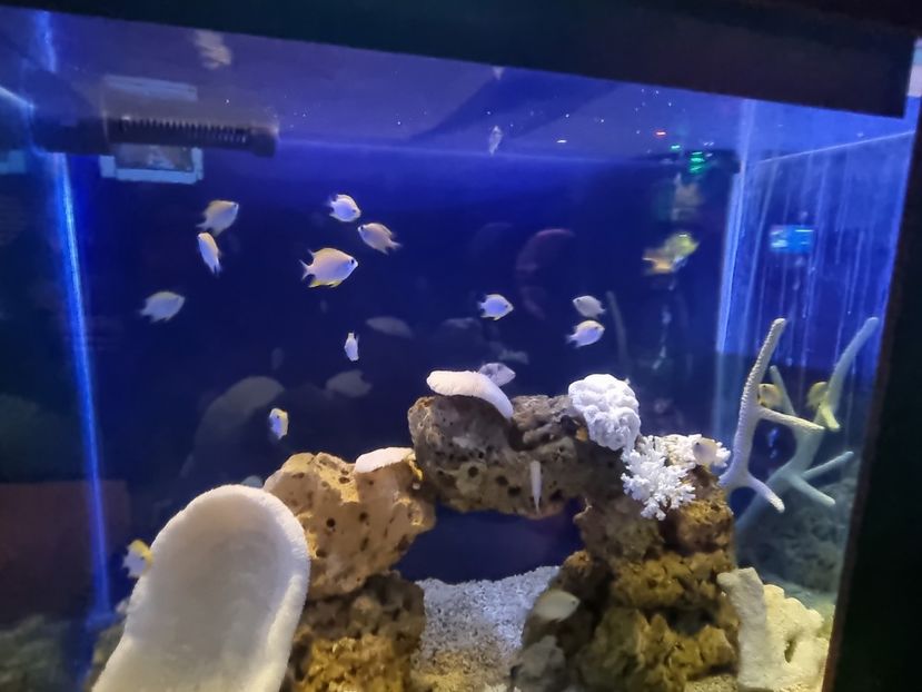  - SEALIFE BIRMINGHAM UK - 15 FEB 2025