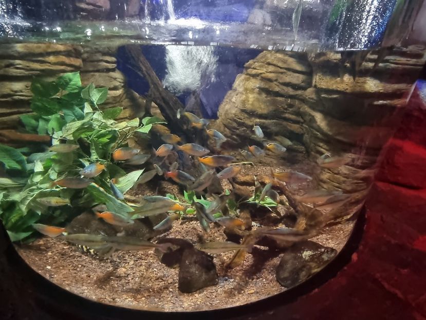  - SEALIFE BIRMINGHAM UK - 15 FEB 2025