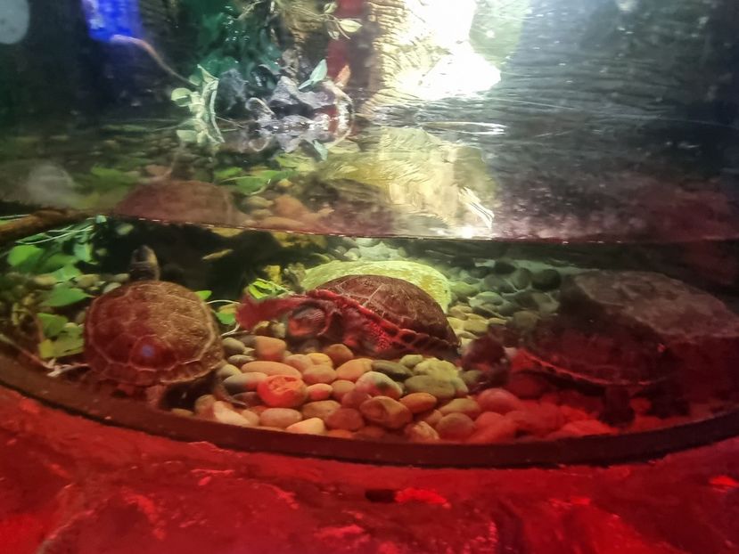  - SEALIFE BIRMINGHAM UK - 15 FEB 2025