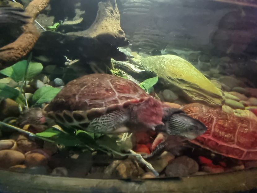  - SEALIFE BIRMINGHAM UK - 15 FEB 2025