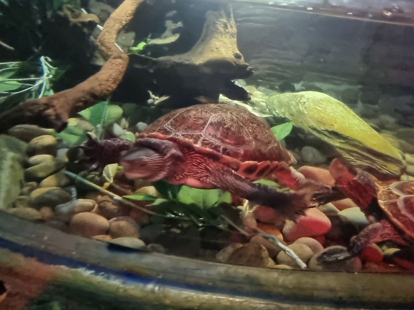  - SEALIFE BIRMINGHAM UK - 15 FEB 2025