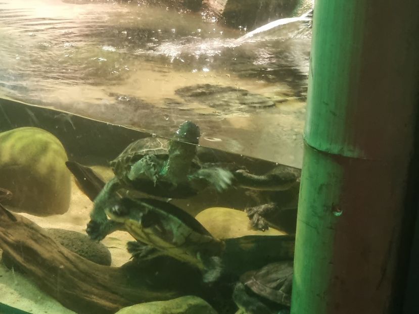  - SEALIFE BIRMINGHAM UK - 15 FEB 2025