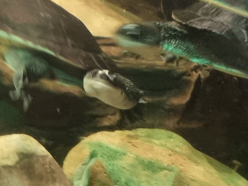  - SEALIFE BIRMINGHAM UK - 15 FEB 2025
