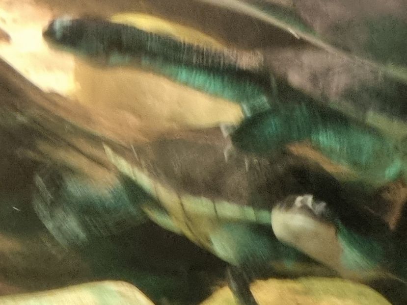  - SEALIFE BIRMINGHAM UK - 15 FEB 2025