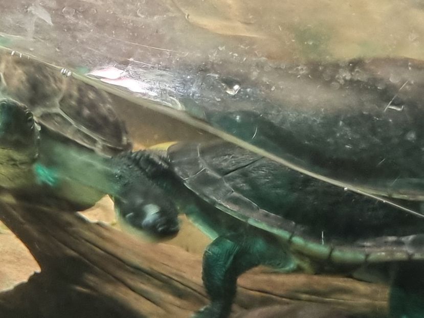  - SEALIFE BIRMINGHAM UK - 15 FEB 2025